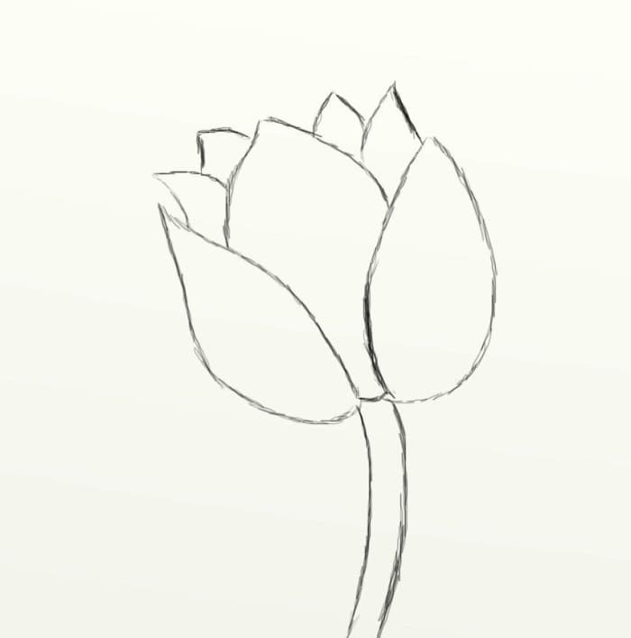 How to Draw a Beautiful Tulip (in Seven Simple Steps) - FeltMagnet