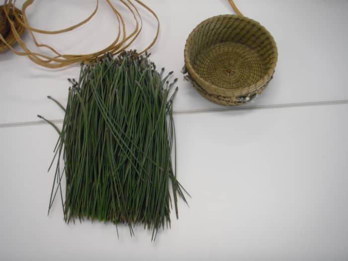 Long needles from Ponderosa, Red, California Redwood or Pinon Pines are the best for weaving pine needle baskets.