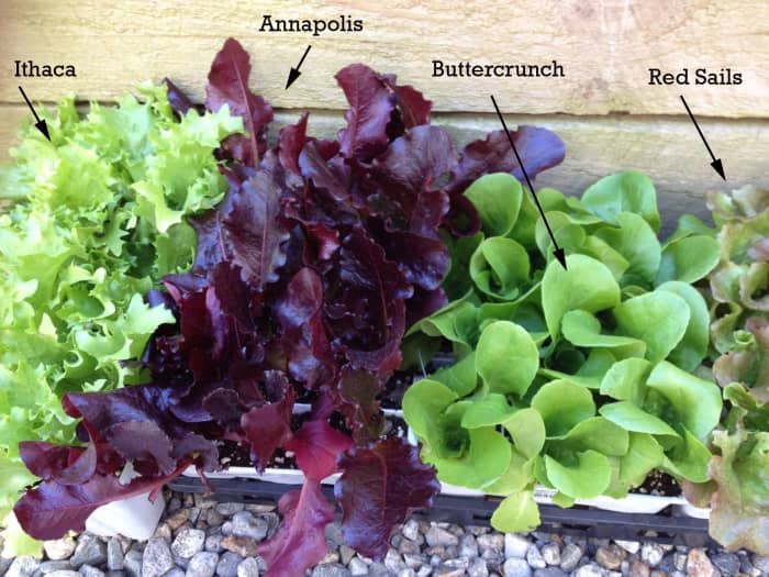 We like a variety of colors and textures in our salads, so we chose three different lettuces for our bench. We couldn't resist the Ithaca, but we ultimately didn't have enough room to plant it in our salad bench.