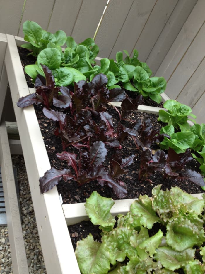 As you can see, we planted about 25 plants in our bench. Within a few days, each compartment will be quite full.