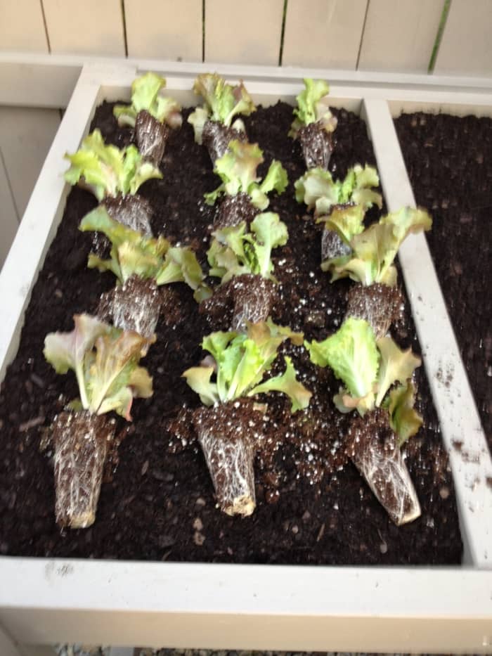 Once you've decide which plants will go in each compartment, remove them from the packaging and begin planting.