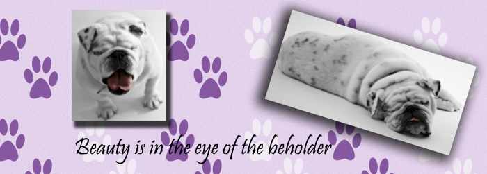 Dog print patterns make an amusing background for pet photos.