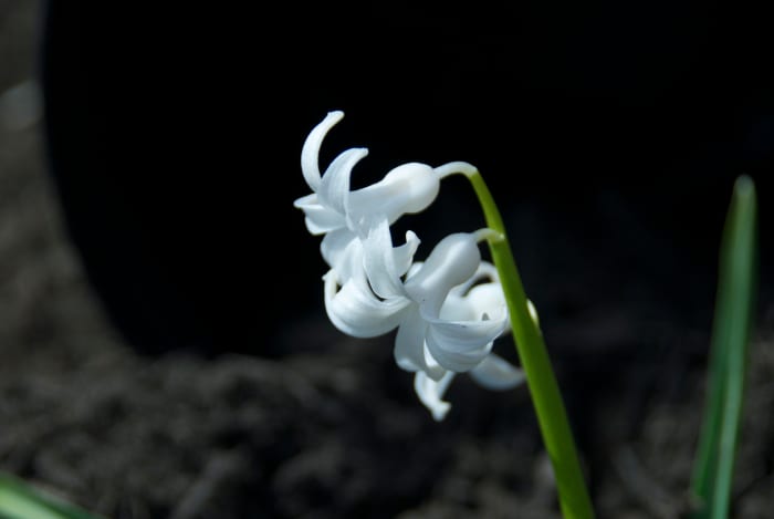 I like the lighting on the flower, but I got too much light on the mulch that I was using to hold the bucket in place. I could photoshop it out, but I wanted to show you the types of problems you may encounter.