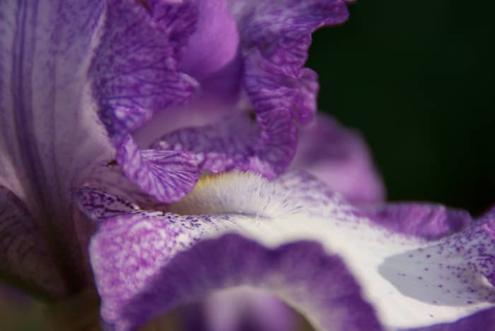 This Iris picture was taken without any accessories. Irises work well with the low F-Stop and a flash since they are typically two or three feet above the ground (which is typically darker).