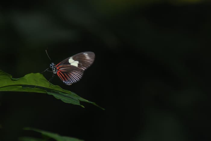 While not a picture of a flower, the idea is the same with this butterfly. The background was very dark and I was able to use the natural light on the subject to make the background look pitch black.