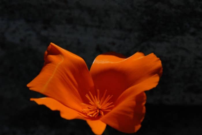 Black Fabric and a bit of directional light on the flower makes all the difference. Unfortunately, the picture is slightly out of focus. The light spots in the background can be addressed in post-processing.