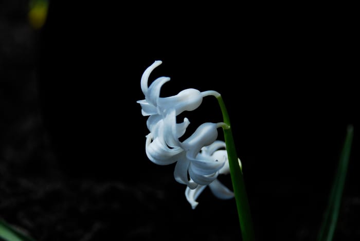 I used the bucket method for this shot. I used natural light, a f-stop of 3.5 and an ISO of 250. I should have used an off-camera flash to make the white flower really pop!
