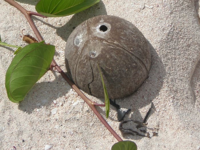 Coconut shell can be sanded and made into unique and beautiful beads and pendants relatively easily and with minimal tools.