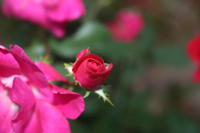 Think about the natural occurrence of color in nature. I have several rose bushes strewn throughout my yard. Here is an example of one that has multiple shades of reds and pinks on the same stem.