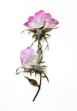 Roses still look nice when pressed, but are a bit fatter than other flowers. Slice roses in half or reconstruct petal by petal for flatter roses that hug the paper.
