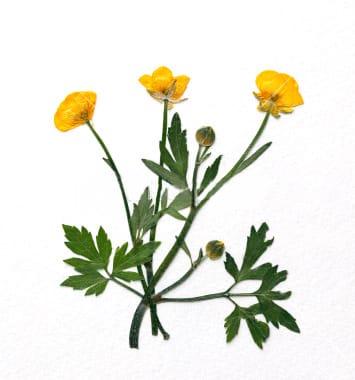 A simple arrangement like this one can be made with common garden plants, like clover, daisies, parsley or weeds.