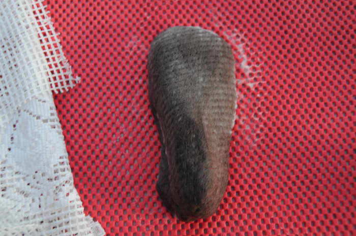 As the fibers firm, cover with netting or bubble wrap and rub until the fibers are evenly distributed throughout the project.