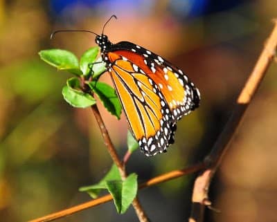 Reference photo for Monarch Butterfly: This photo was posted by the online painting challenge coordinated by Lela Stankovic.