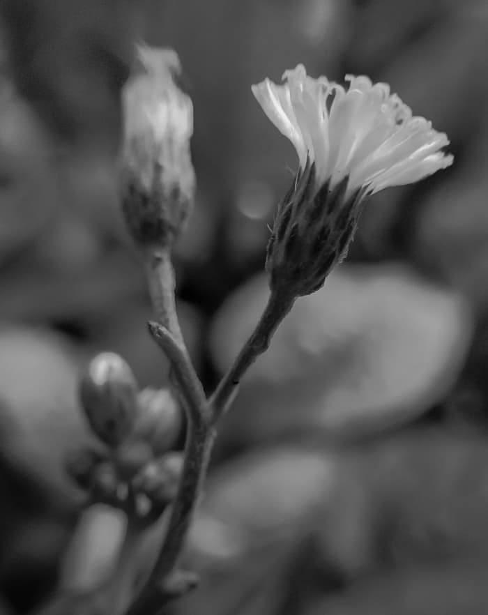 Macro in black and white. This very tiny flower was a about the size of an m&m button-shape chocolate.