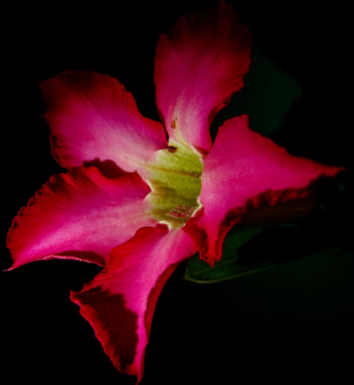 Macro in low key to make it dramatic. Shot in a high angle to emphasize the light that illuminate from the flashlight I used.