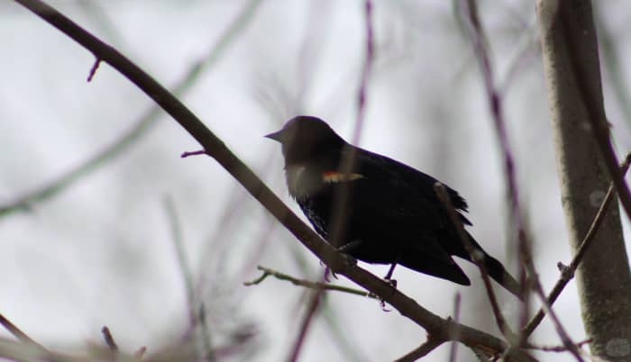 Spring Birds in Kingston, Ontario: A Photo Essay - HubPages