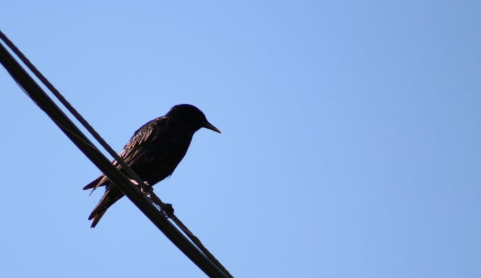 Summer Birds in Kingston, Ontario: A Photo Essay - FeltMagnet