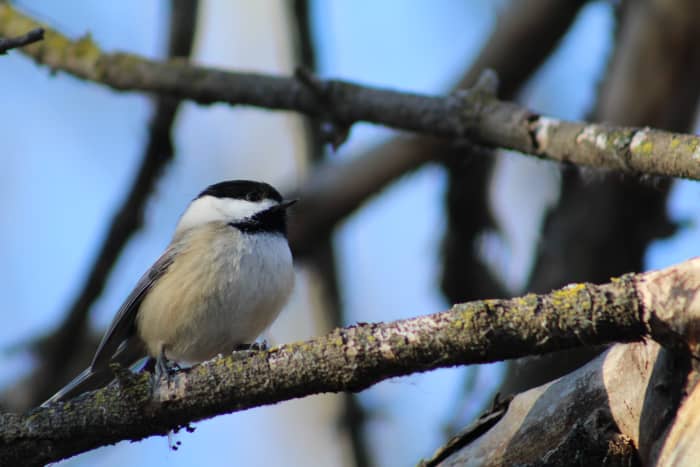 Fall Birds in Kingston, Ontario: A Photo Essay - FeltMagnet