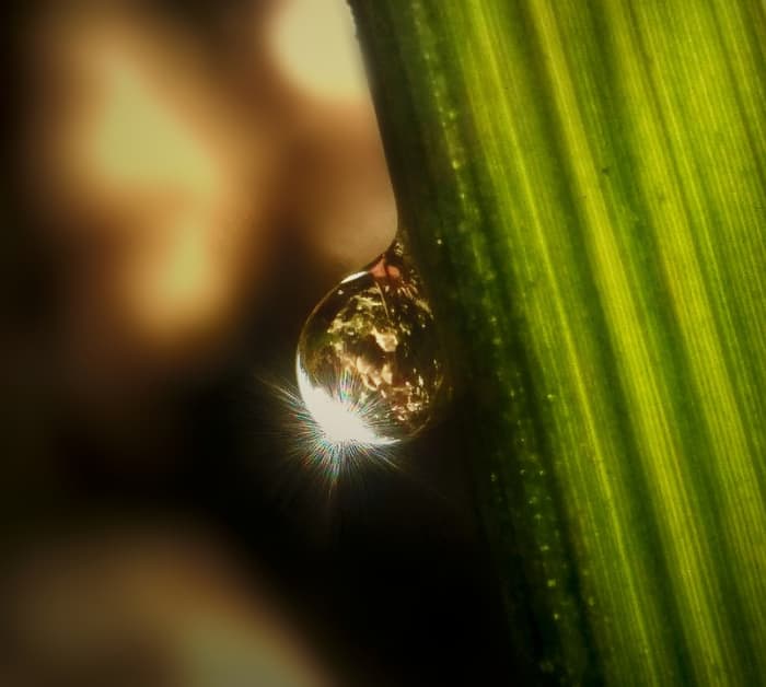 Macro Photography Tutorial: How To Take Stunning Close-Ups You'll Love ...