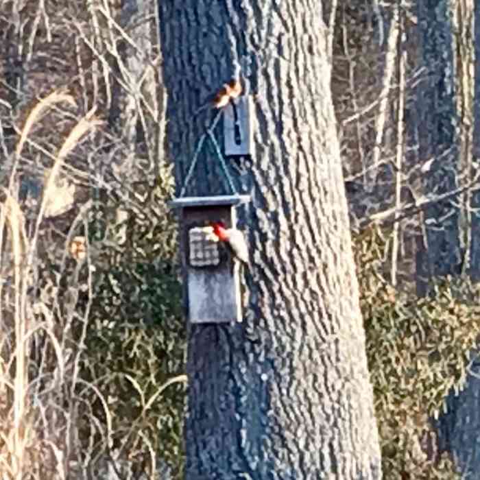 How to Make a Suet Cake Bird Feeder With a Tail Prop for Woodpeckers