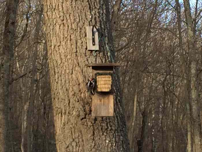 How to Make a Suet Cake Bird Feeder With a Tail Prop for Woodpeckers