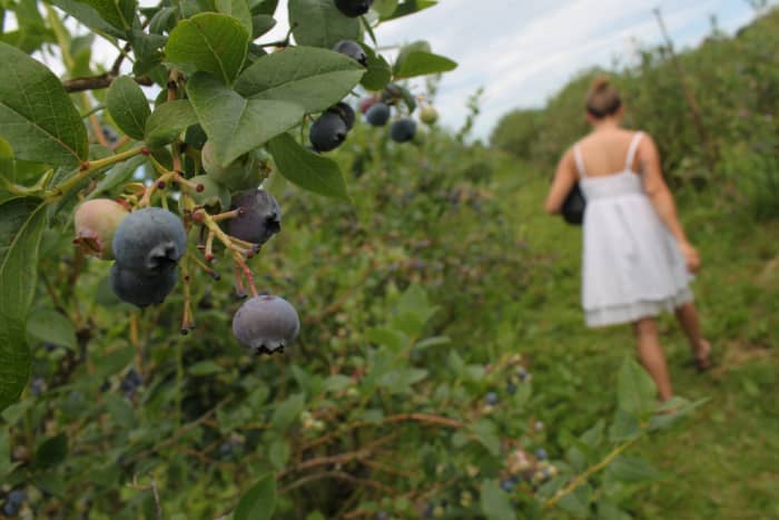 Blueberries are in season on Friendship Day! Gather some baskets and your besties, and head out to a local field.