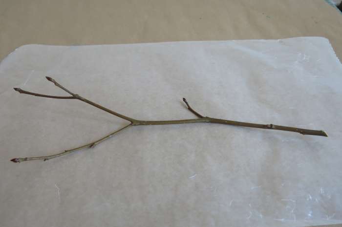 Select your branch (if using one).