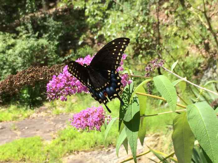 How to Build a Butterfly House Easy DIY Butterfly House Plans