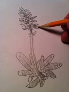 Step 6 continued: Add shading to the petals too!