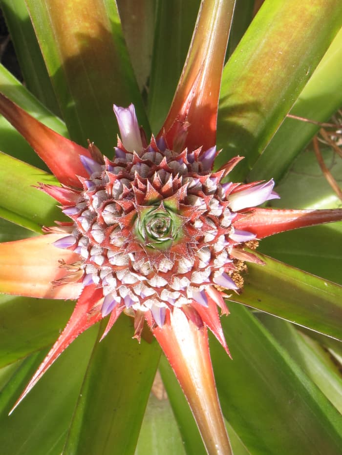 This is a Pineaple Plant that my Mother is growing in Kissimmee, Florida. The center of the image shows a developing Pineapple fruit. It is being shot from as directly above as possible.