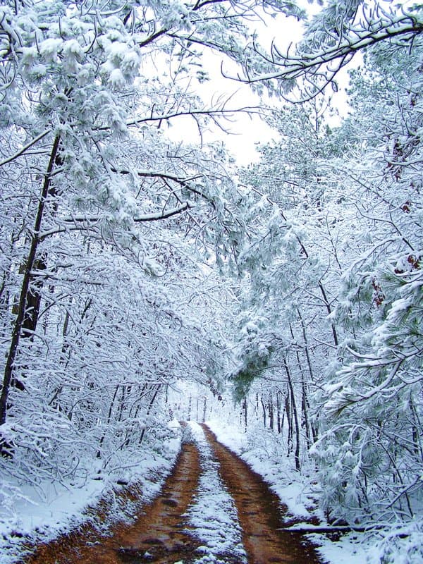 "The Road." This is what happens when you see something breathtaking and remember that your camera is with you in the car. Believe it or not, this is my driveway in March, in Alabama! Whenever I view this scene, I am instantly transported.