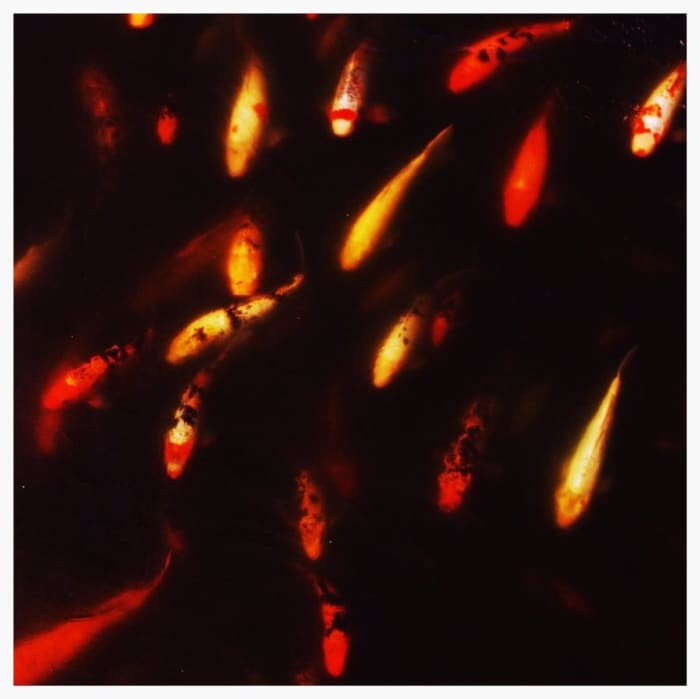 "Comets." Like an impressionistic painting, this photograph was better a little out of focus. What would normally be considered a mistake turned into something interesting because to me, the color of the fish transcended any need for details.
