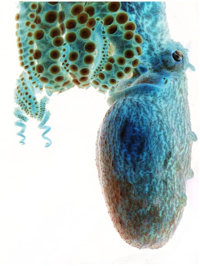 "Octopus." Almost everyone I know has Photoshop, except me! The kids and I visited an aquarium and I captured this octopus. Once home, I simply changed the photo into a negative and voila! The kids loved it!