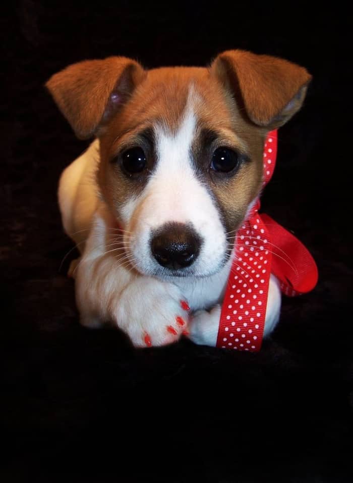 "Jack Russell Puppy." I am a professional dog groomer by trade, so I will take a few pics of my clients. I always take great care to capture as much of the animal’s personality as I can. Zoe was a doll!