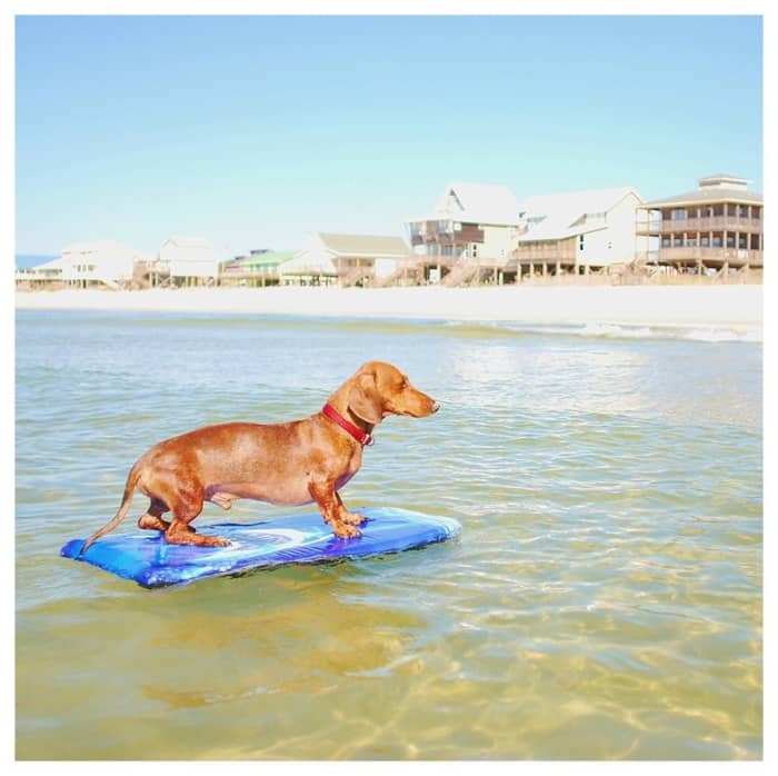 "Oota." This is Oo-Oo, or Oota, our family’s beloved Dachshund. He went to the beach every year and surfed in the ocean waters of Gulf Shores, Alabama. Now that he has passed on, this image brings back the most wonderful memories.