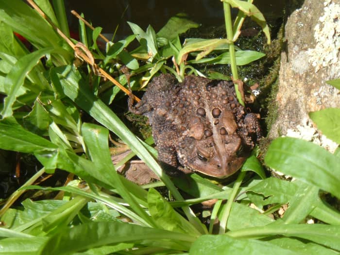 Here's one of the many toads in our garden.