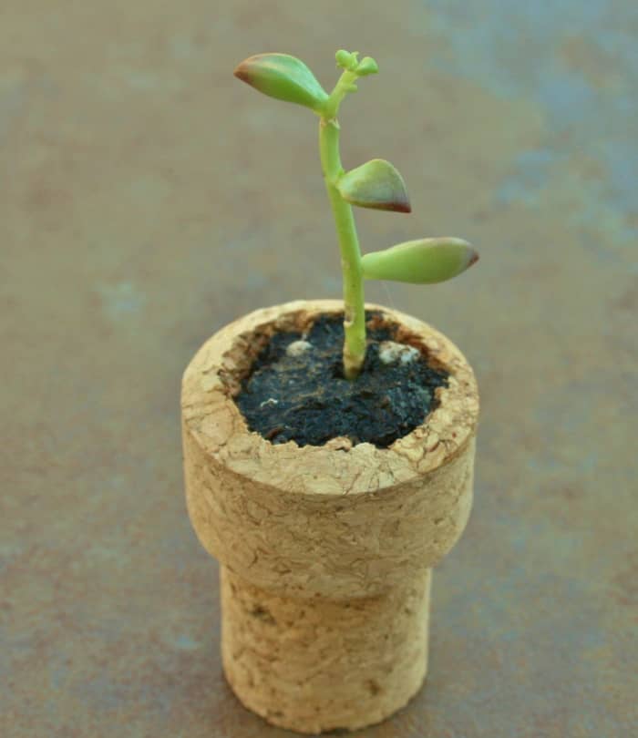 Carve out the distended end of the cork so that the mini planter sets on a flat bottom.