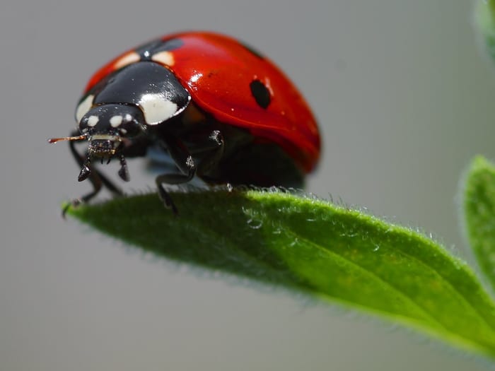 how-to-build-a-ladybug-house-diy-ladybug-house-plans-feltmagnet