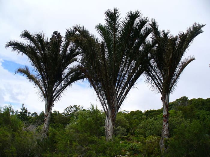 Raffia palms are a genus of twenty species of palms, native to tropical regions of Africa,