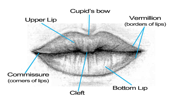 The Artist's Ultimate Guide To Drawing Lips - FeltMagnet