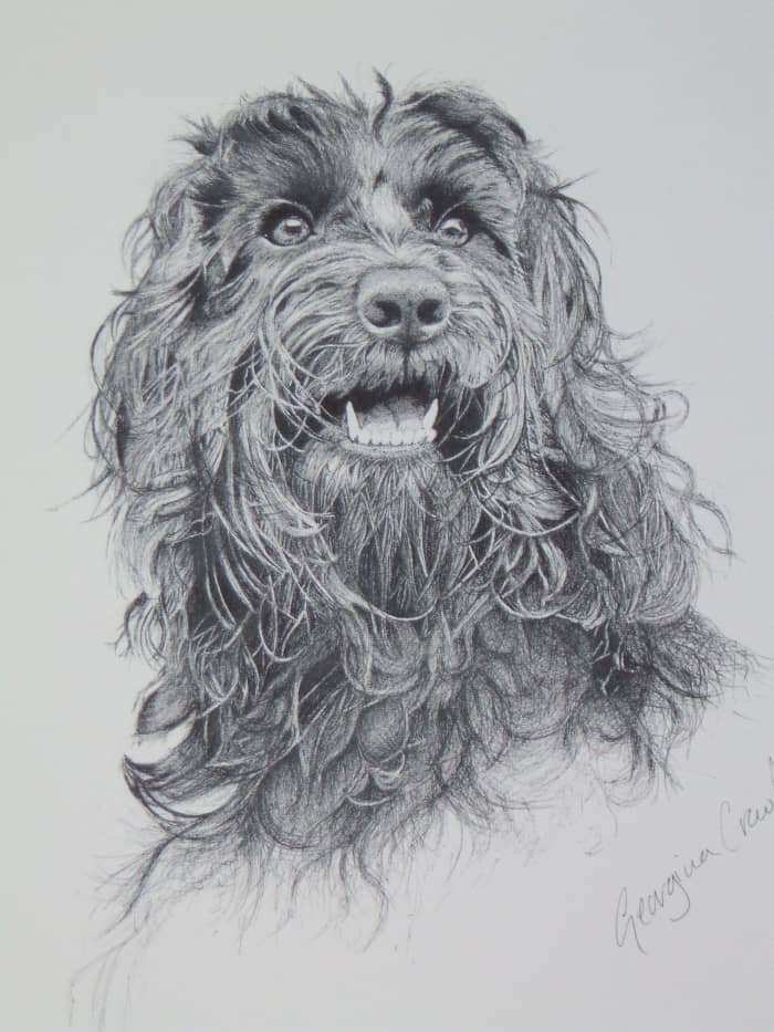 Cockerpoo drawing "Myla"—I started with the eyes on this commissioned drawing of my firend's Cockerpoo.