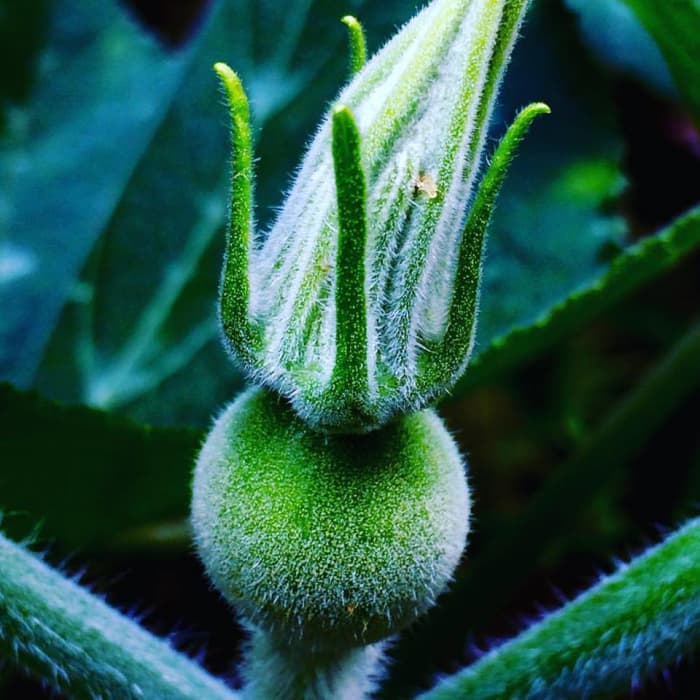 While walking along Pacdal Road in Baguio one early morning, I saw a squash to be, May 2016.