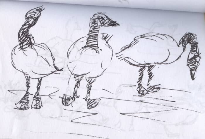 Wildlife rarely stands still, so sketches need to be swift and decisive. This is one of Canadian Geese.