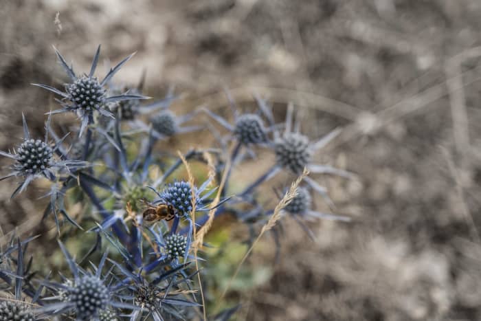 In this picture I waited for the bee to get to the flower before taking the picture, it makes everything more interesting!