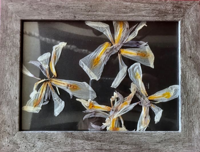 These flowers (African Iris) are all over where I live in California. The iris is the state flower of Tennessee.