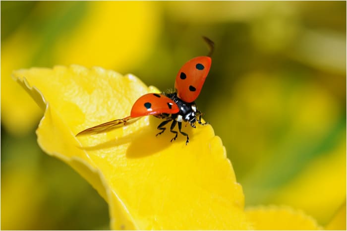 Study the habitat first; your success will depend on it. Here is a ladybird taking flight.