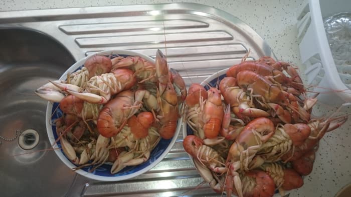 Yabbies are a national favourite of Christmas cuisine.