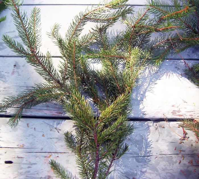 Balsam fir is the quintessential aroma of Christmas. Fir twigs and branches retain their scent for a long time after cutting.