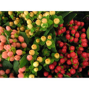 Did you know you could get such beautiful hypericum berries from a place like Costco or your local supermarket?