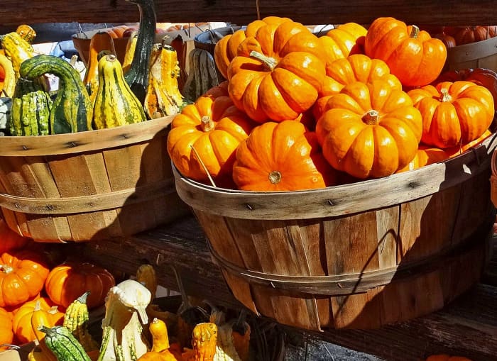 Pumpkin for the pie that crowns the meal